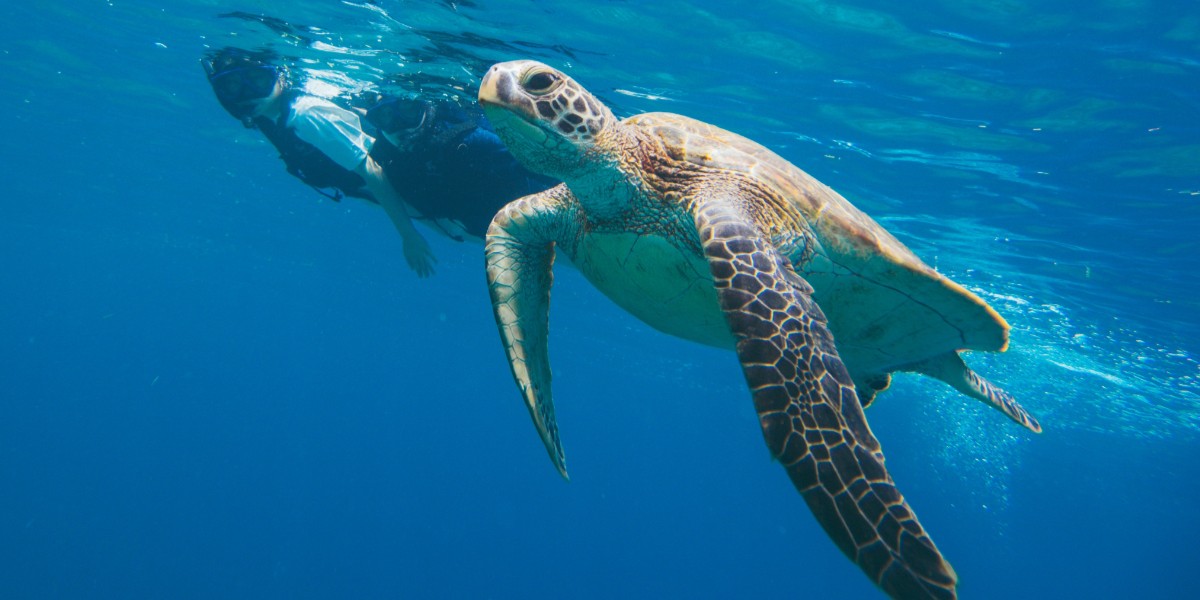 【西表島ホテル by 星野リゾート】野生のウミガメを観察して学ぶアクティビティ「ウミガメディスカバリー」が9月30日まで開催中