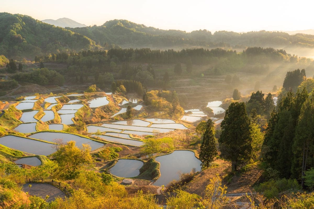 約200枚の水田が斜面に広がる十日町市「星峠の棚田」