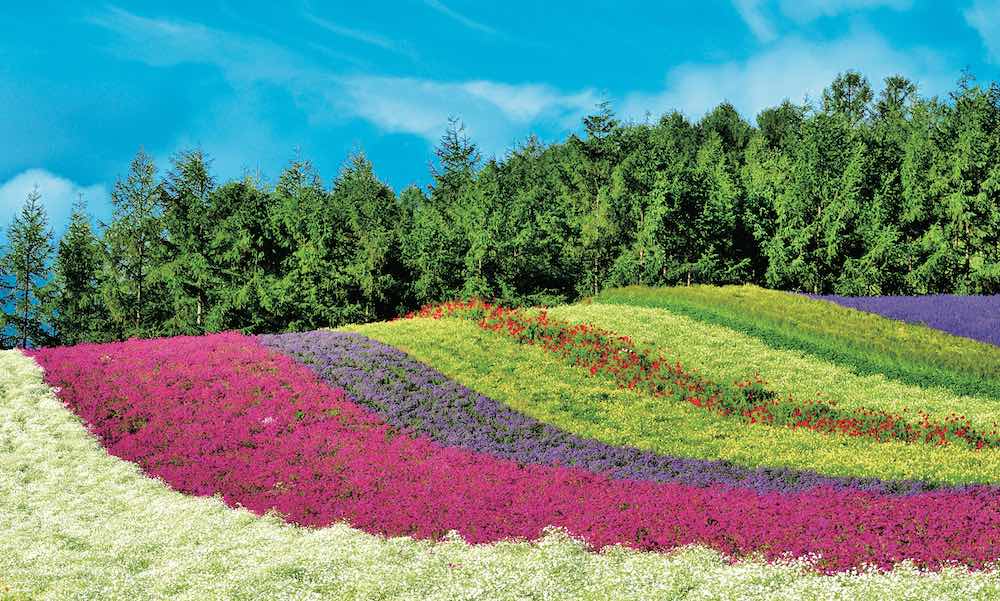 「ファーム富田」彩りの畑