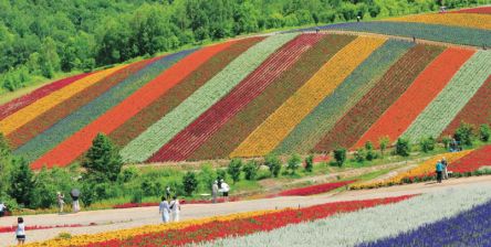 【保存版】富良野・美瑛の絶景お花畑5選｜北海道のカラフルな丘を巡る旅