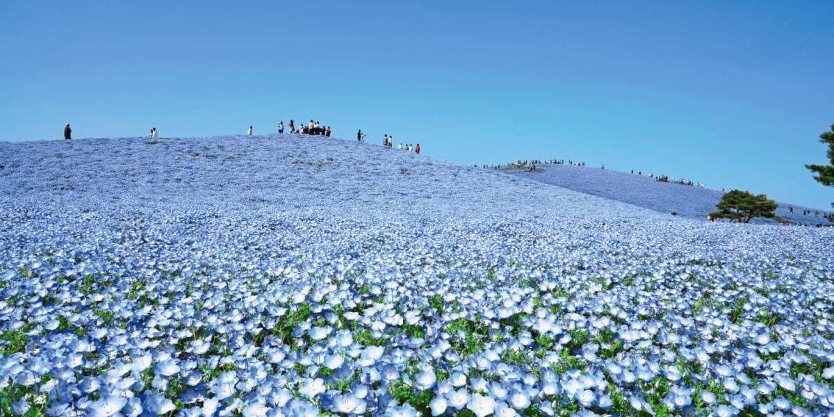 茨城県の観光スポットおすすめ26選！ 絶対外せない人気観光名所から穴場まで