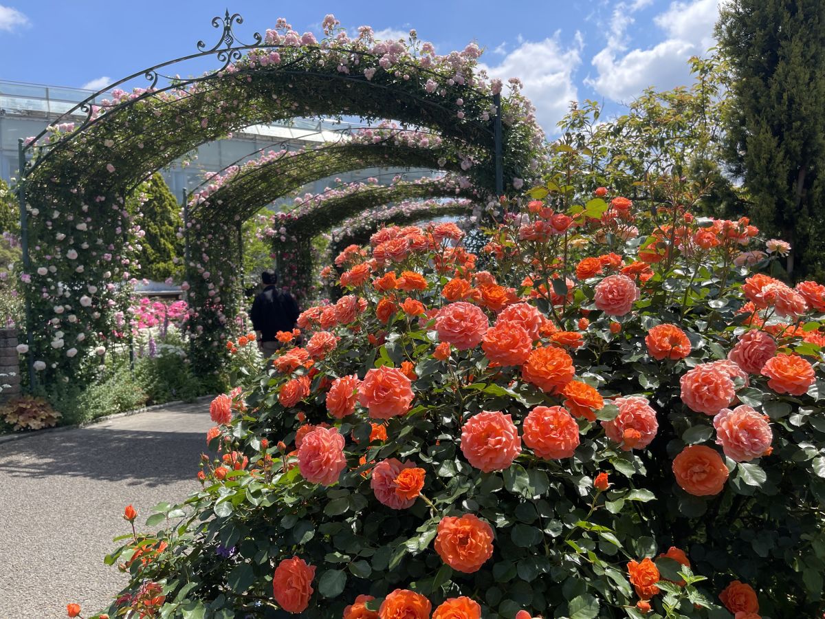 春のローズガーデンも人気のスポット