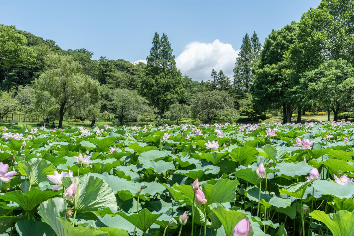 7月に見頃を迎えるハナハス