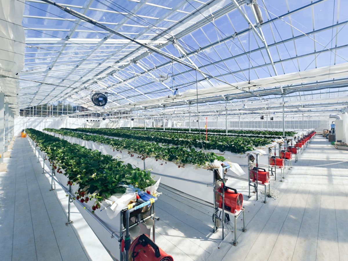 「いちご狩り」／©︎THE FARM スロウマウンテン成田