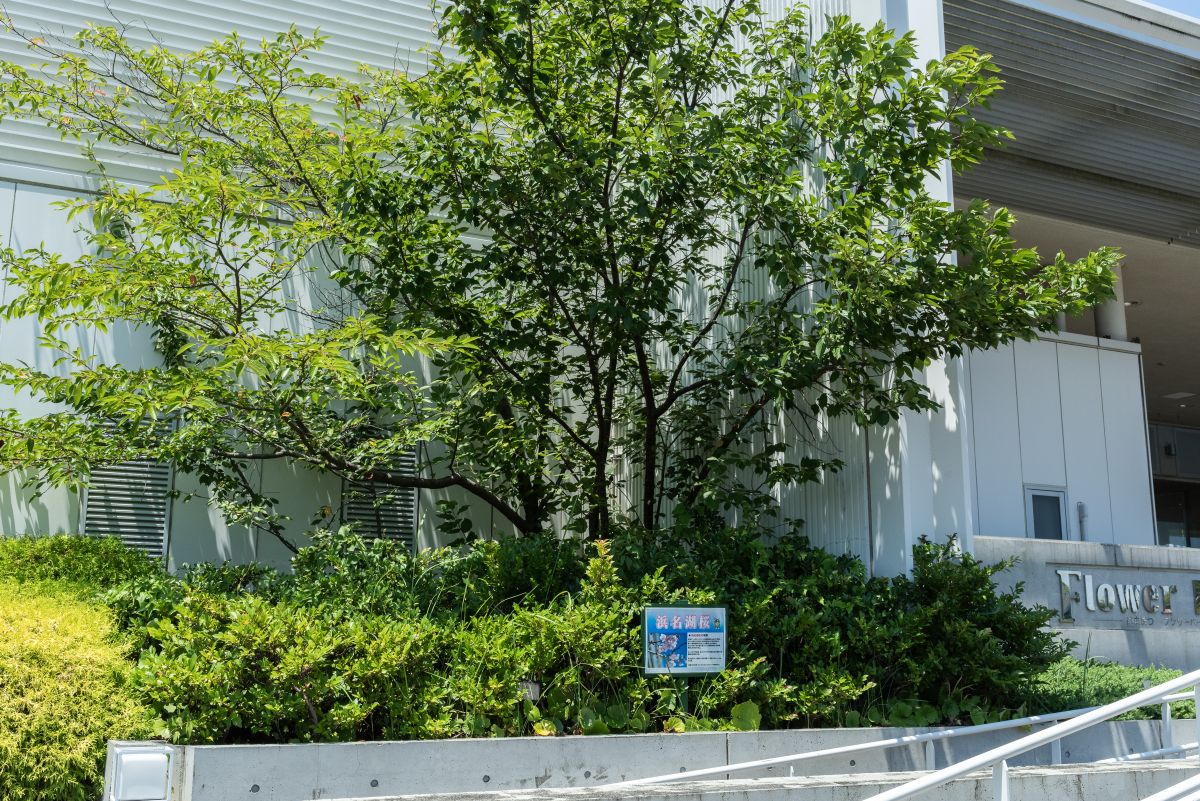 正面ゲート付近にある「浜名湖桜」