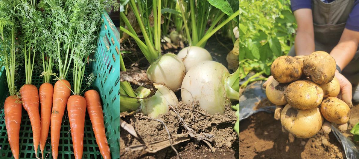 （左から）「にんじん」、「かぶ」、「じゃがいも」／©︎THE FARM スロウマウンテン成田