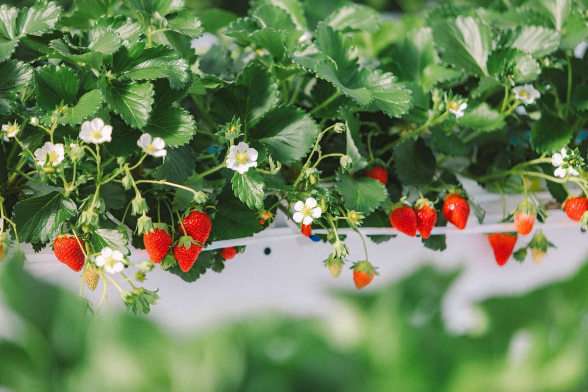 ©︎THE FARM スロウマウンテン成田