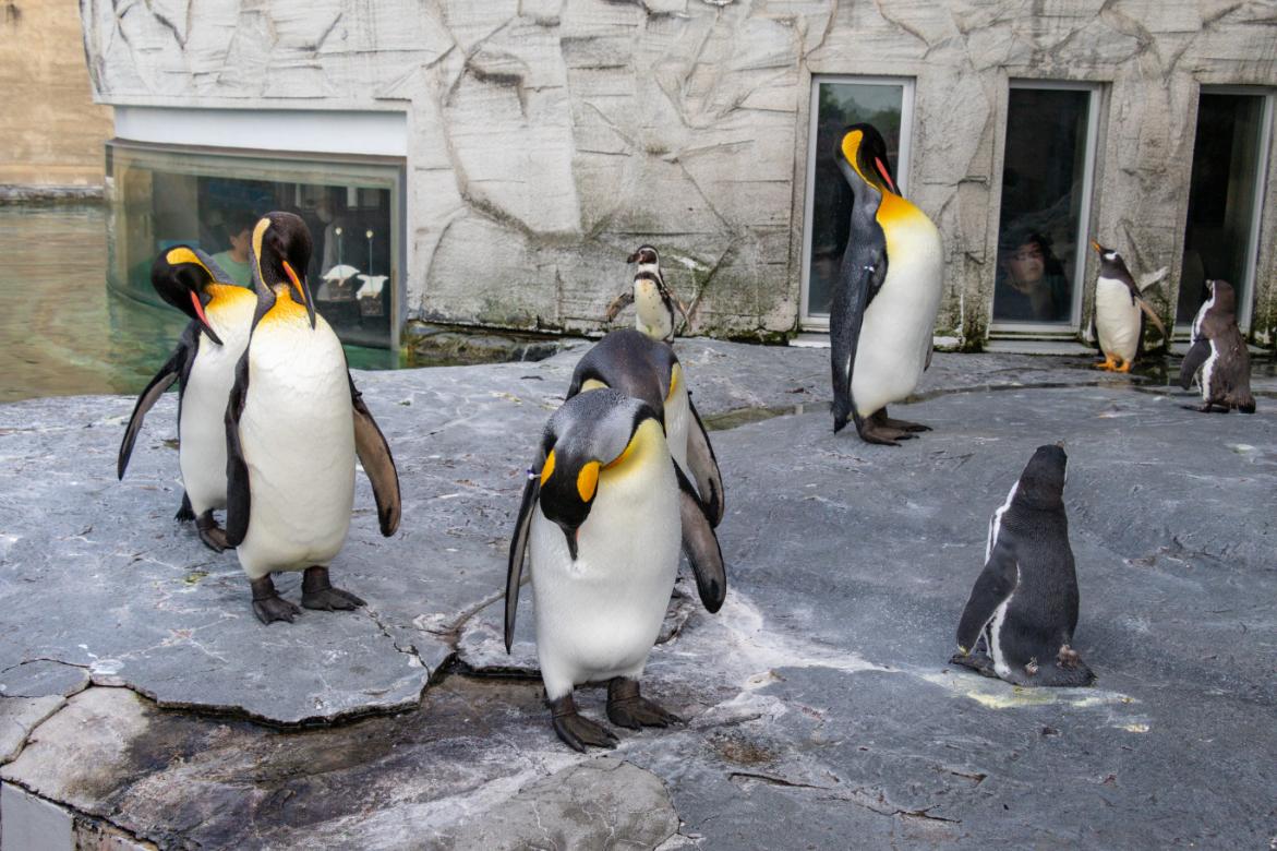 旭山動物園