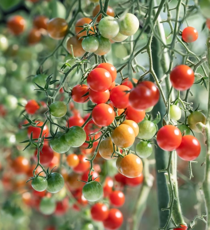 【長崎・諫早】トマト好き必見!「宮トマト」の収穫体験&お取り寄せ情報