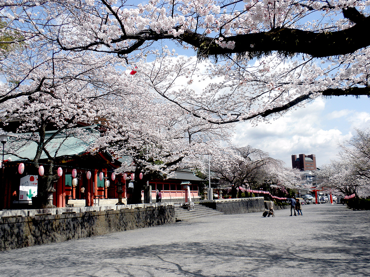 御神木の桜が植えられている「桜の馬場」【神社提供】
