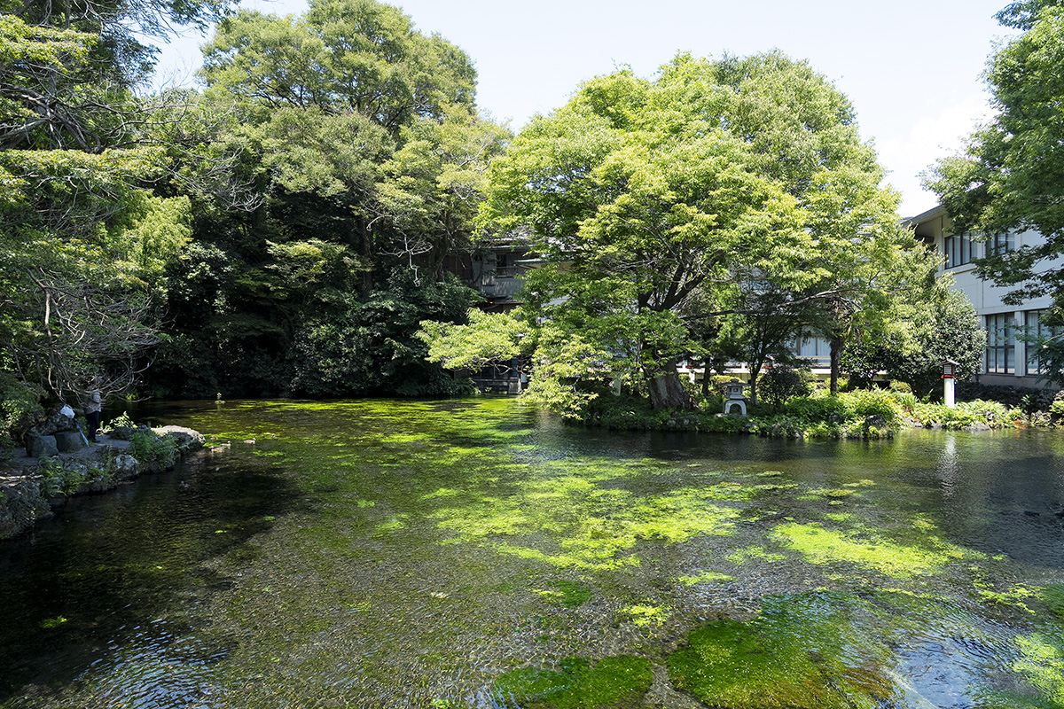 湧玉池の透明度は高く、池の底がくっきりと見えるほど