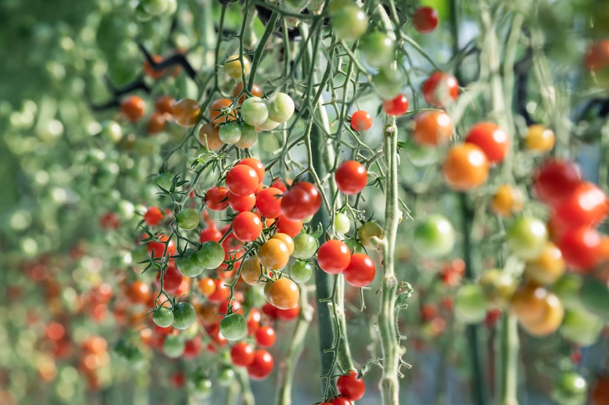 干潟がもつ海の恵みが詰まった「宮トマト」