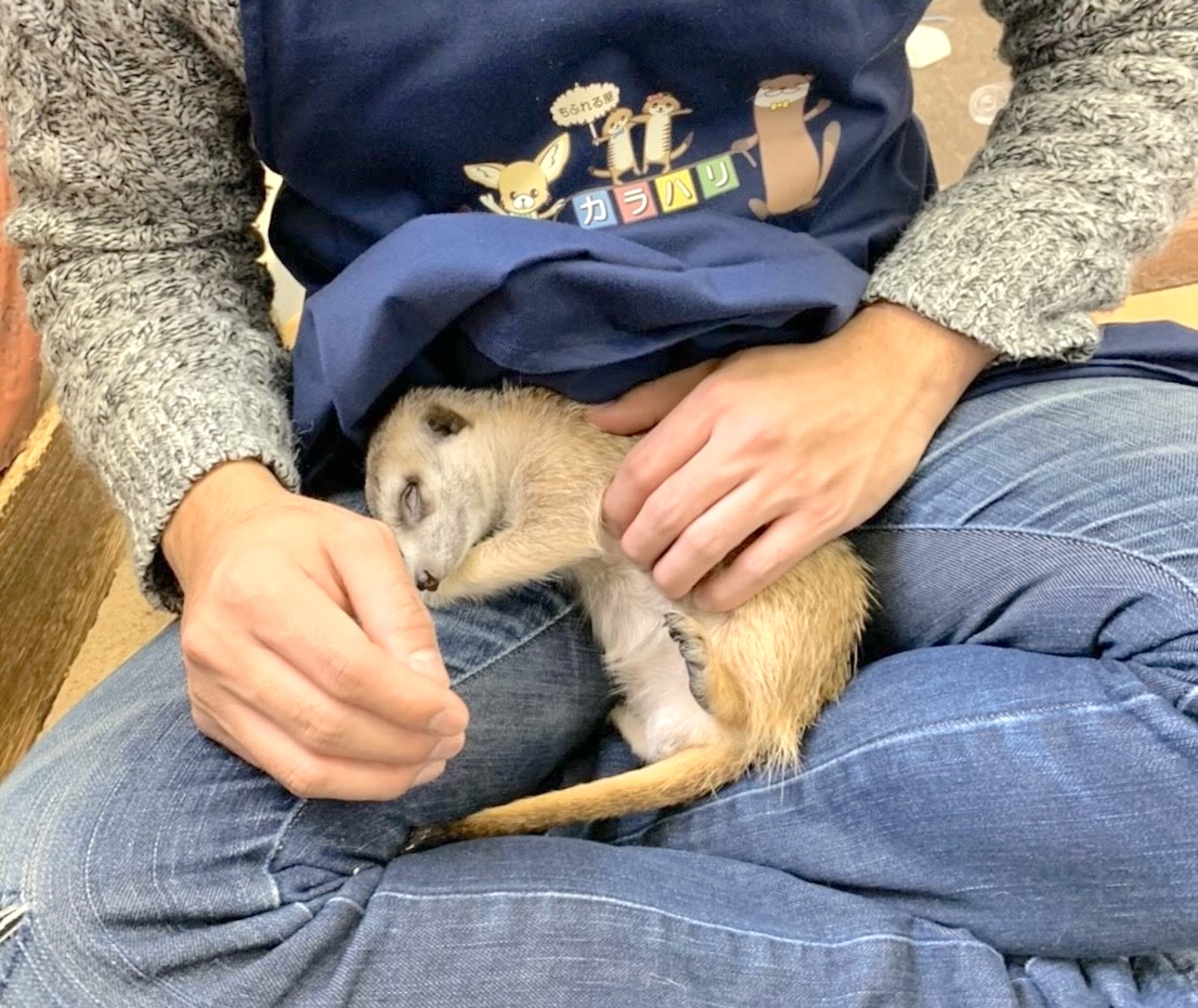 「もふれる屋 カラハリ」体験1