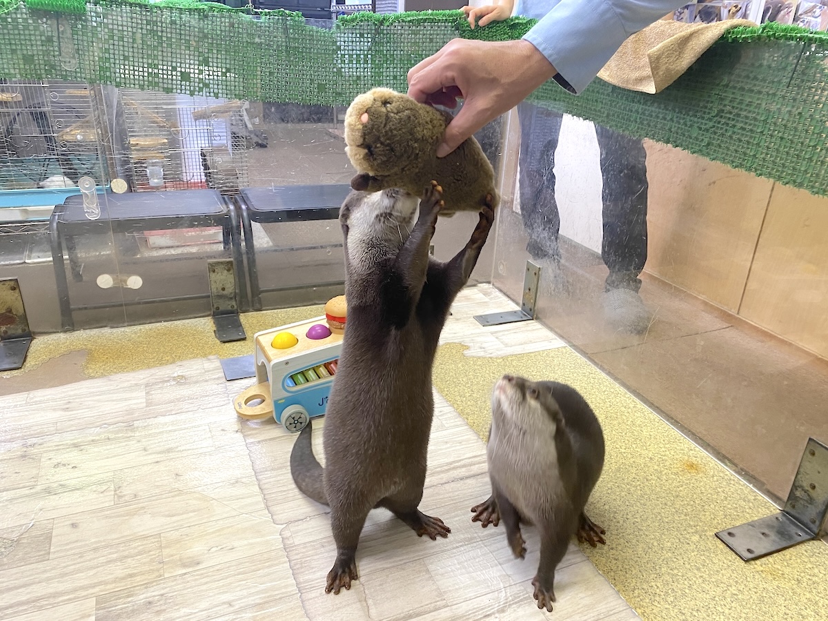 「もふれる屋 カラハリ」体験2