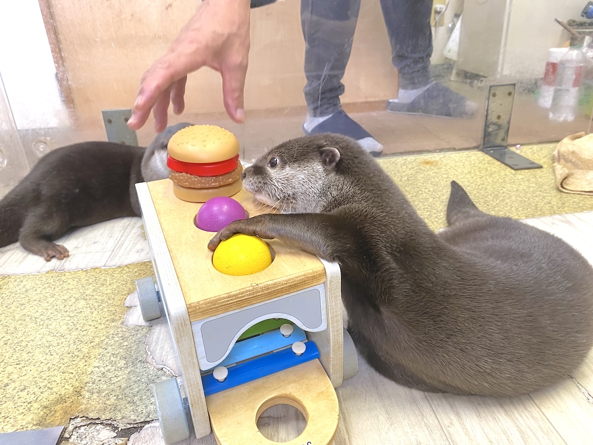 「もふれる屋 カラハリ」体験3