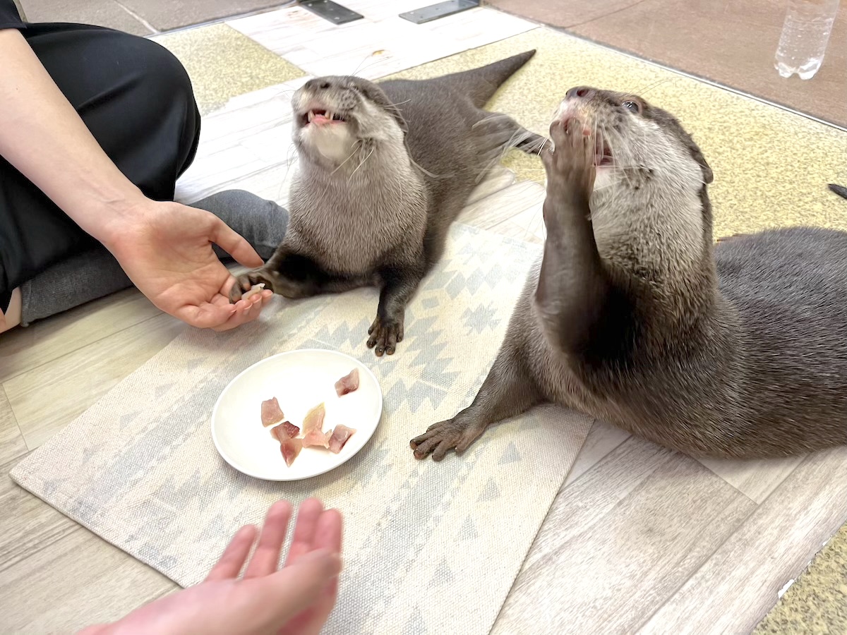 「もふれる屋 カラハリ」体験4