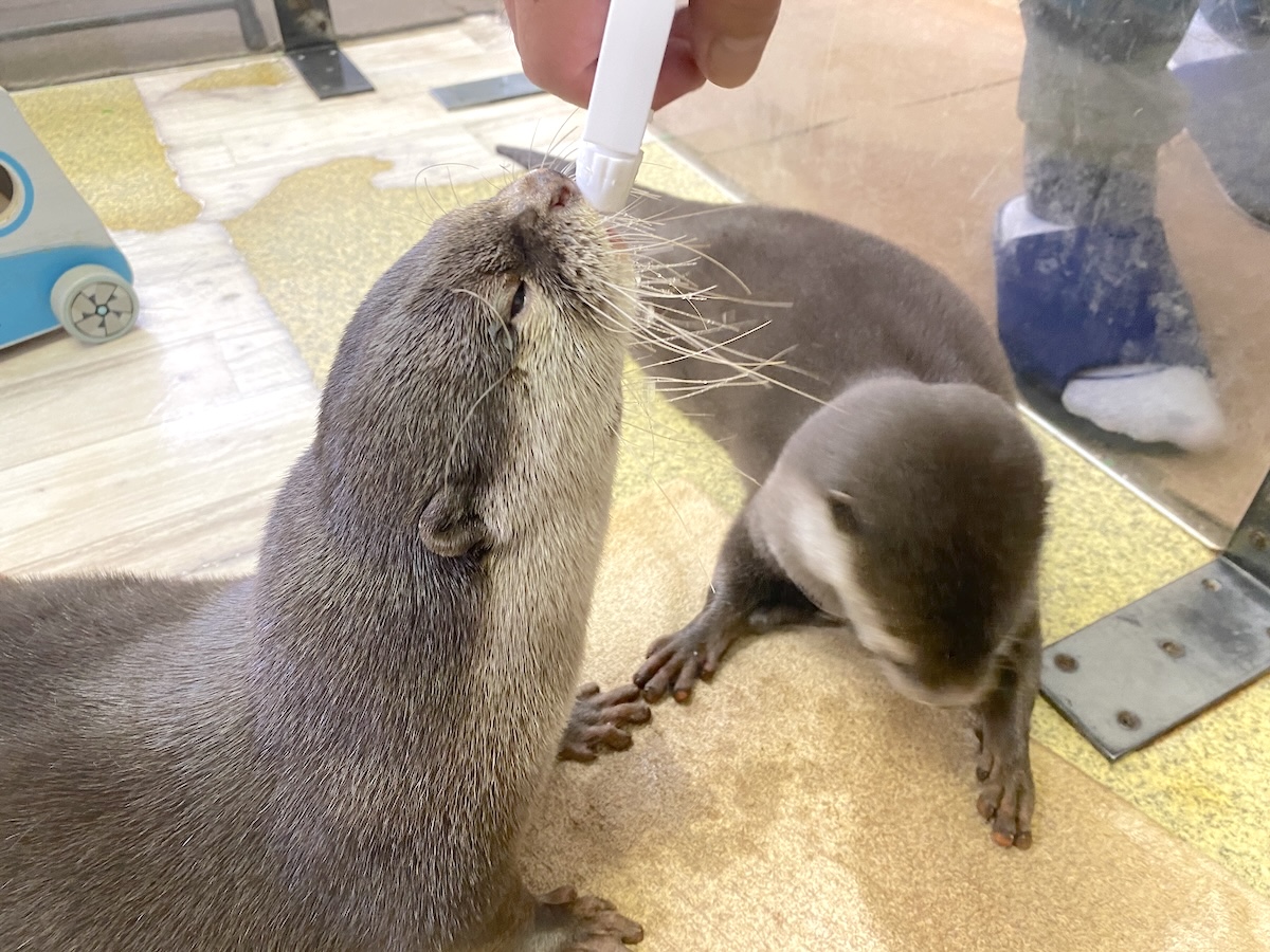 「もふれる屋 カラハリ」体験5