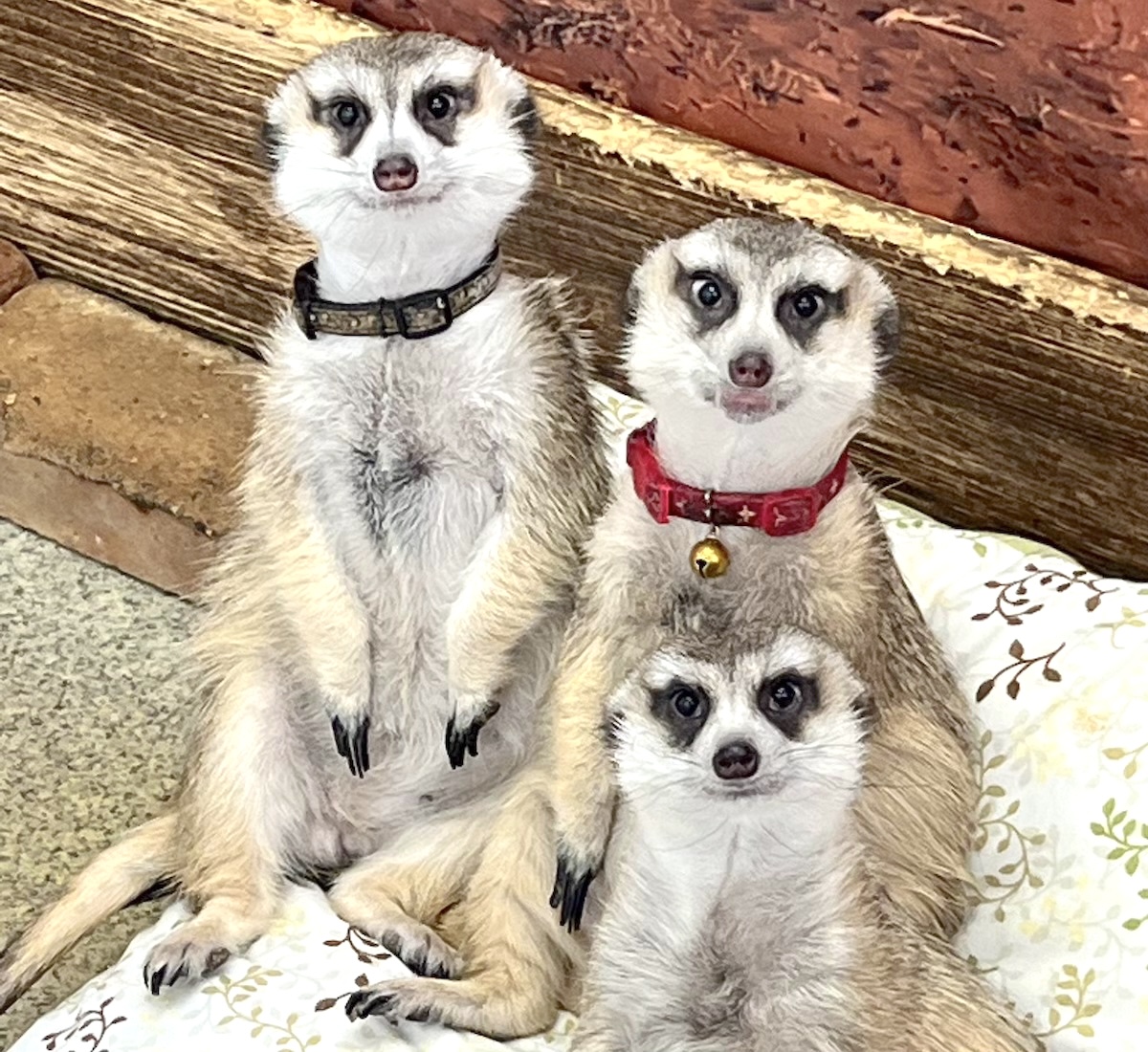 「もふれる屋 カラハリ」ミーアキャット1