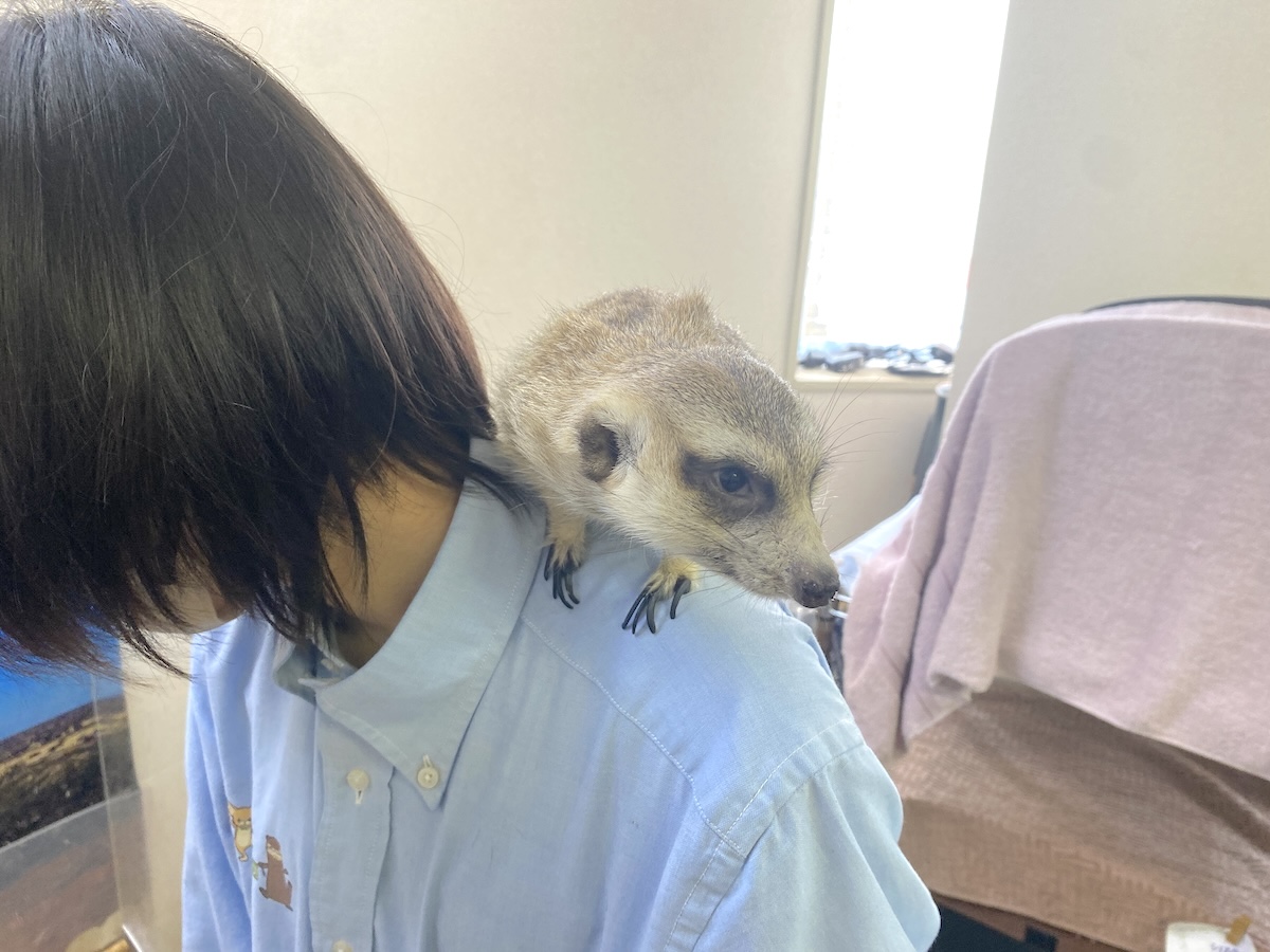 「もふれる屋 カラハリ」ミーアキャット2