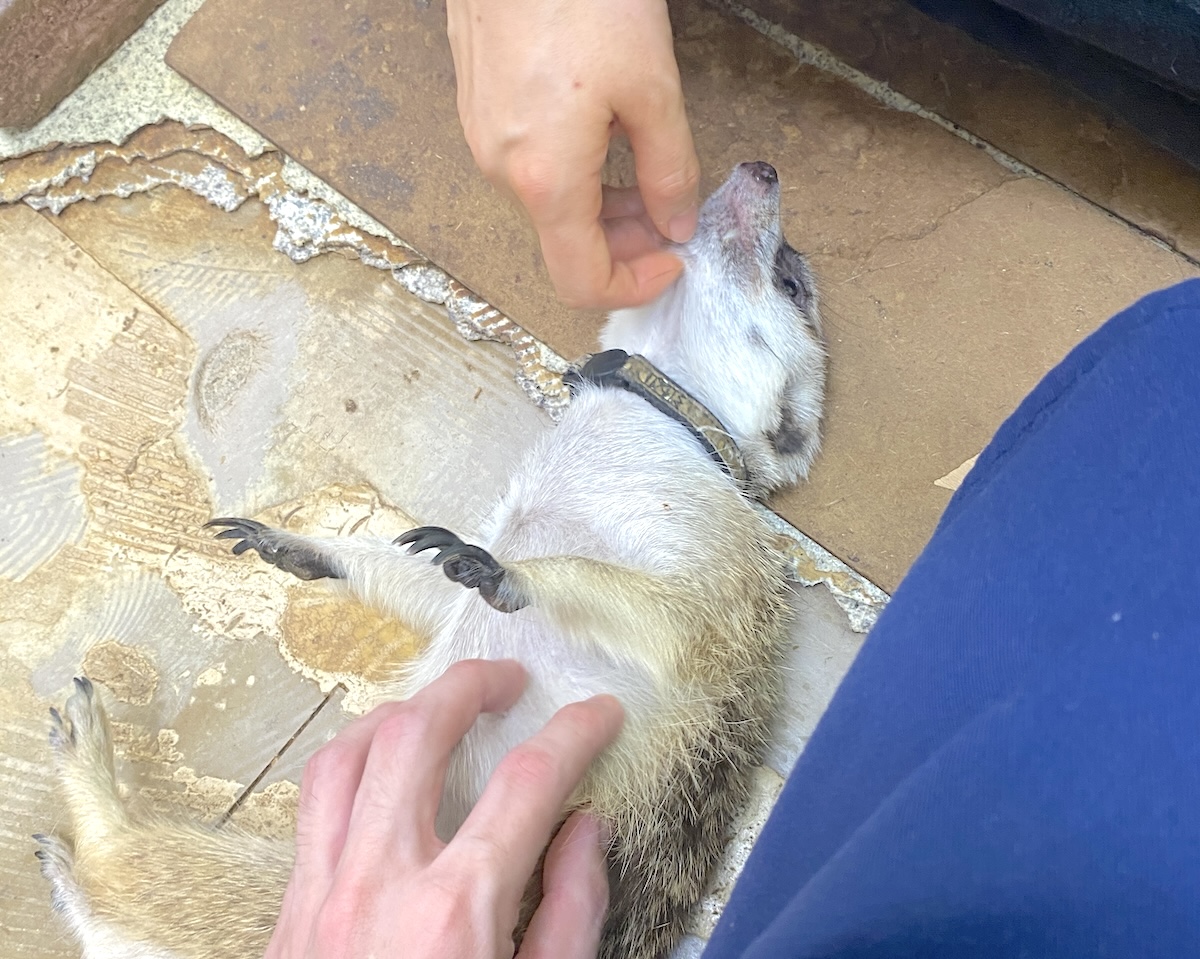 「もふれる屋 カラハリ」ミーアキャット3