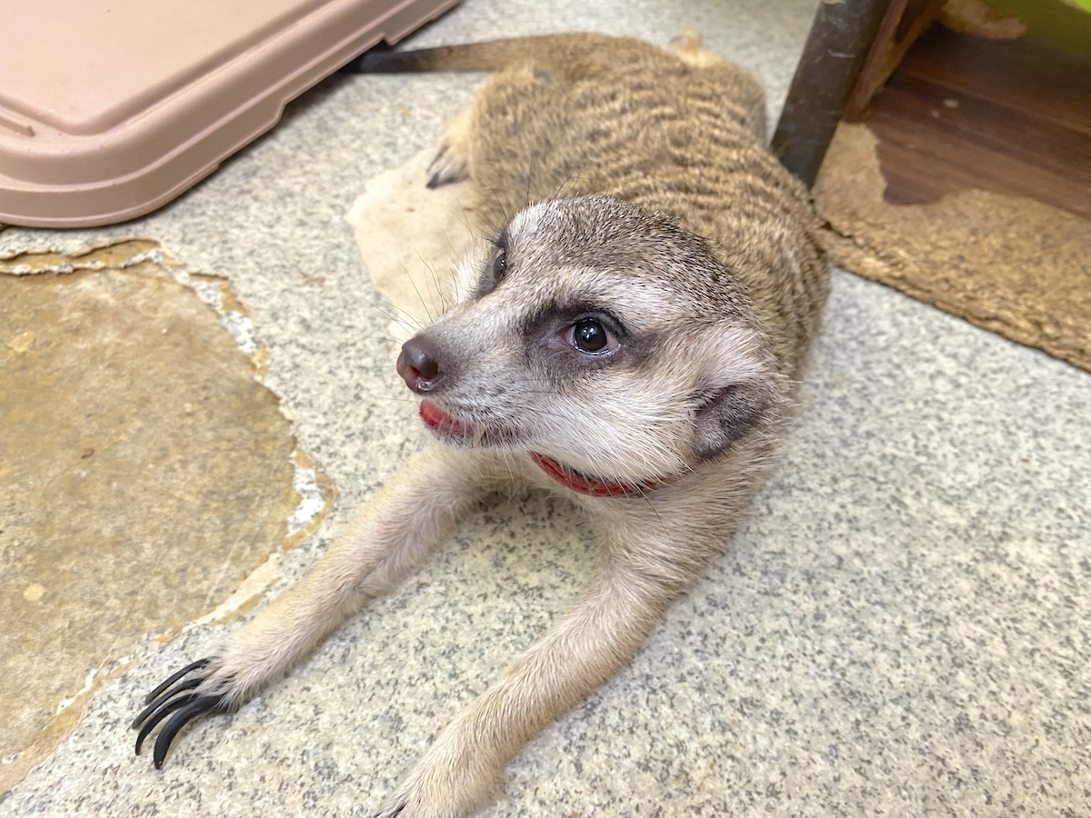 「もふれる屋 カラハリ」ミーアキャット4