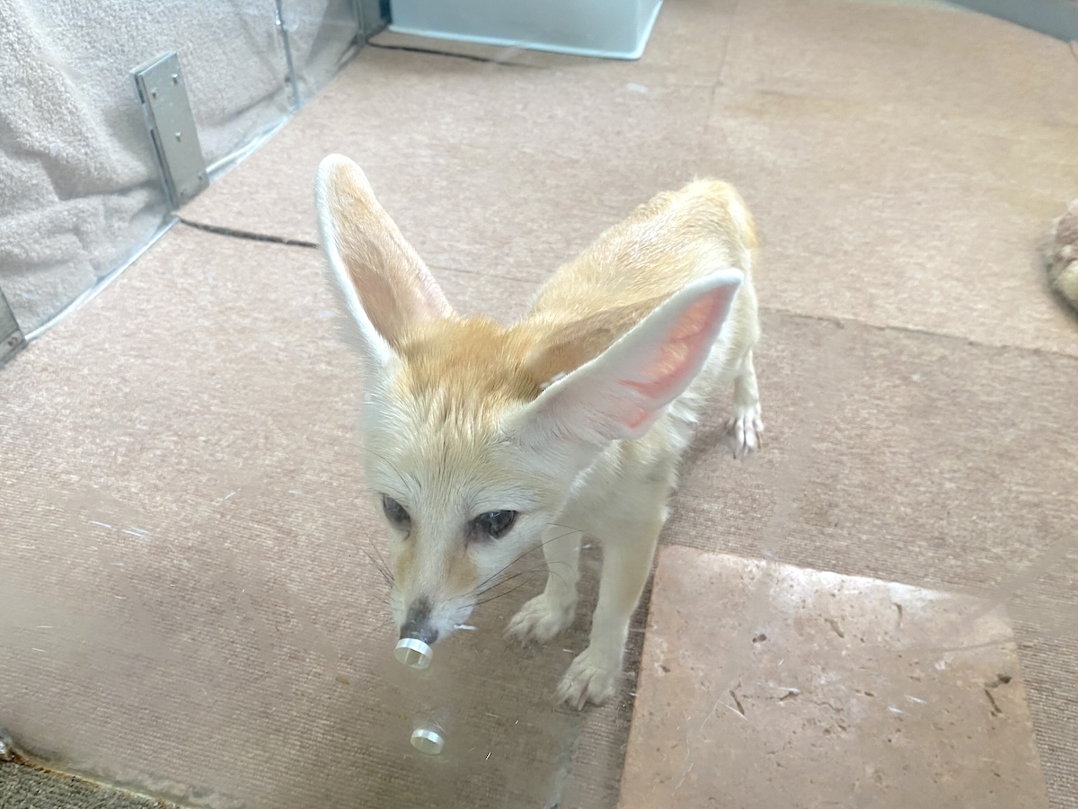 「もふれる屋 カラハリ」フェネック1