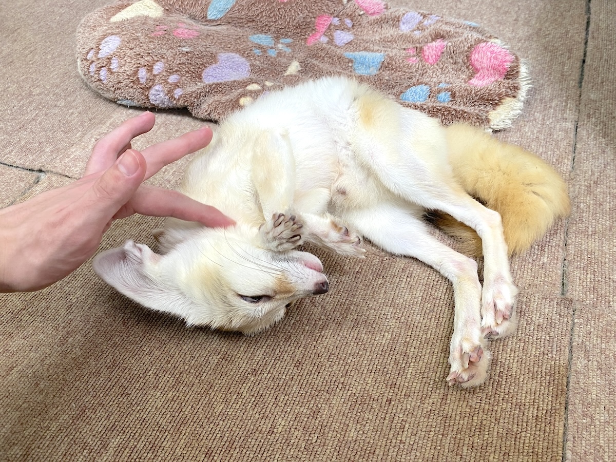 「もふれる屋 カラハリ」フェネック2