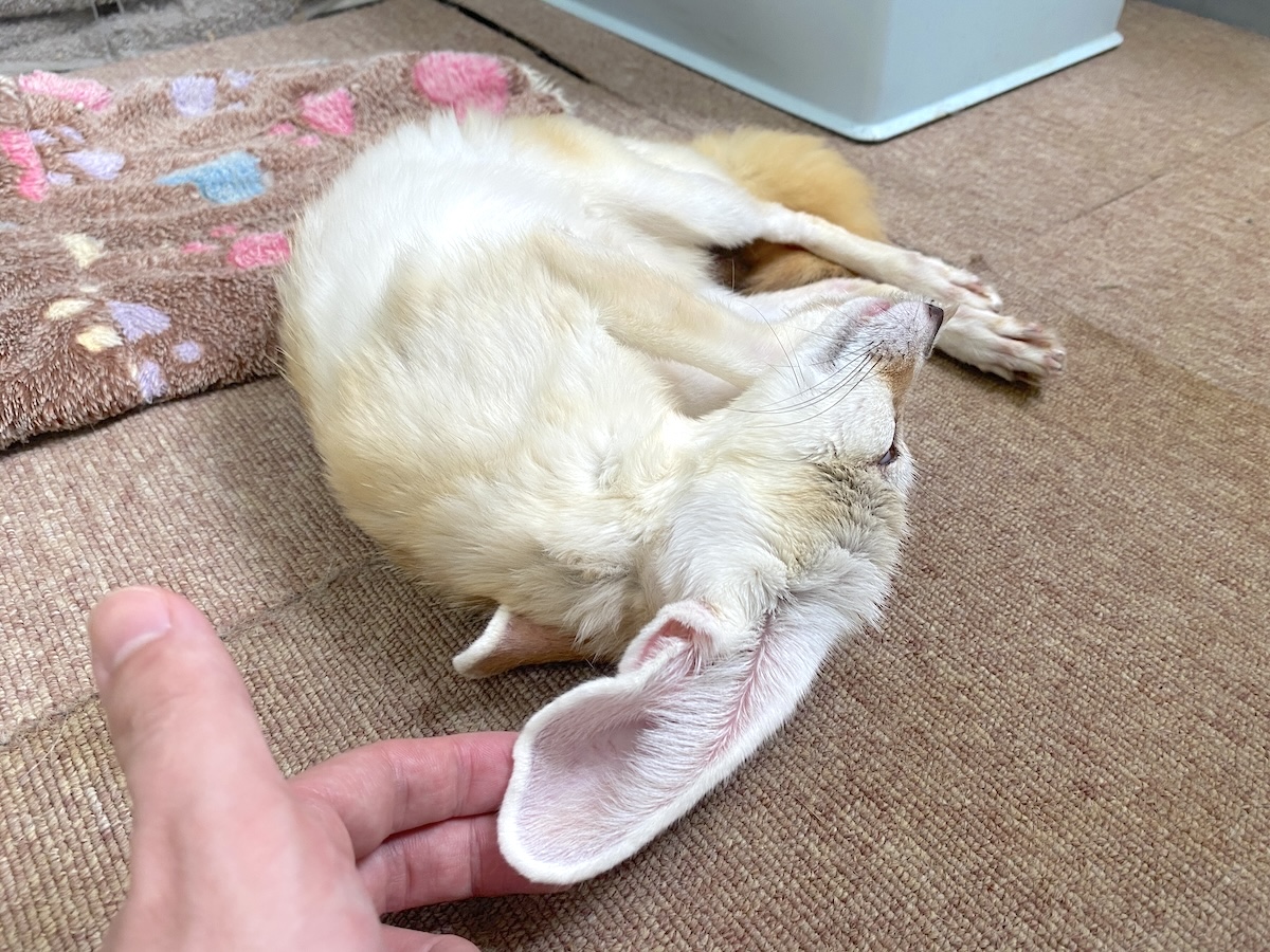 「もふれる屋 カラハリ」フェネック3