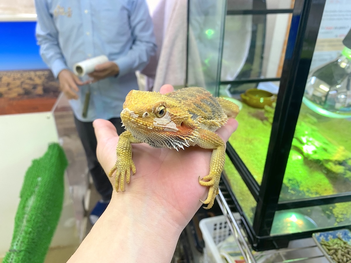 「もふれる屋 カラハリ」小動物1