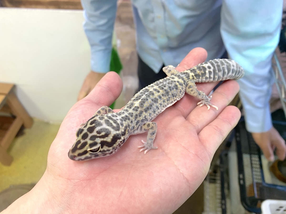 「もふれる屋 カラハリ」小動物2