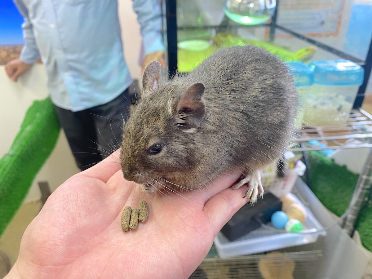 「もふれる屋 カラハリ」小動物3