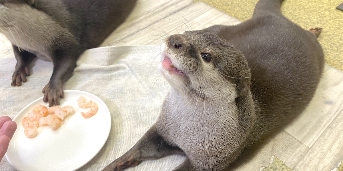 「もふれる屋 カラハリ」キービジュアル