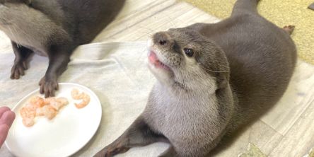 浅草「もふれる屋 カラハリ」で珍しい動物たちとふれ合う癒やしのひととき