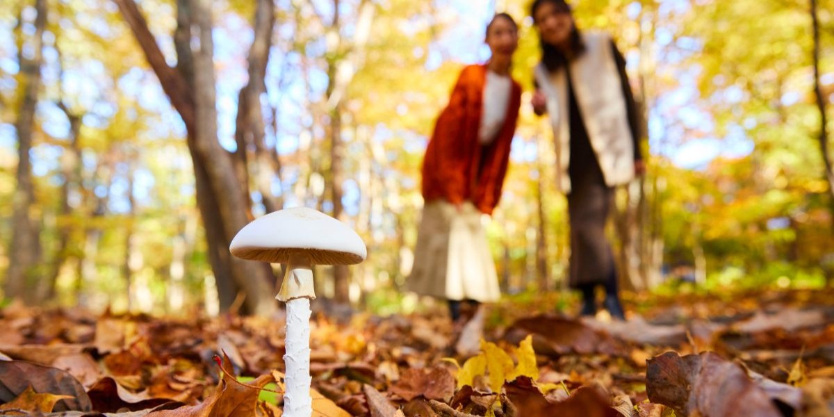 自然豊かな「奥入瀬渓流ホテル by 星野リゾート」で驚きに満ちた毒キノコの世界に迫る「毒きのこさんぽ」開催