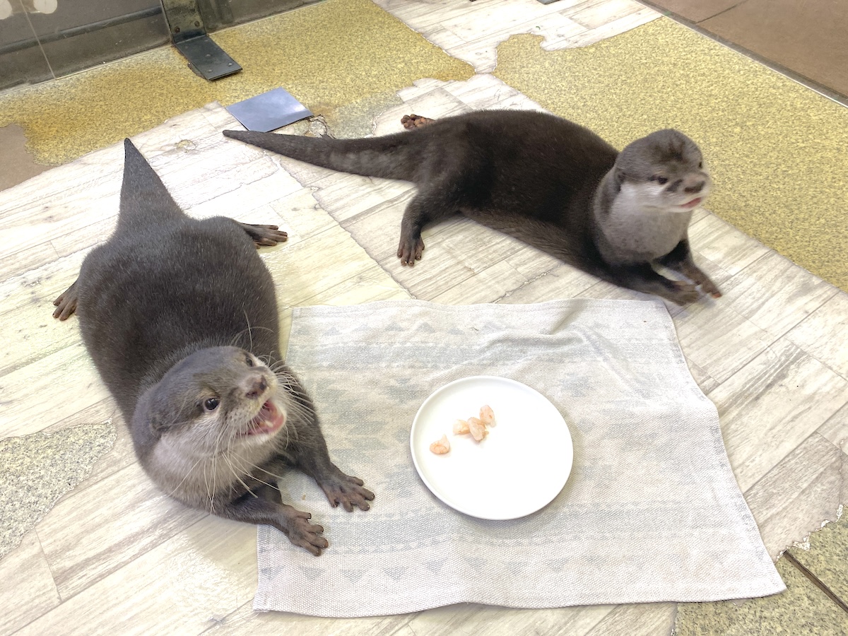 「もふれる屋 カラハリ」カワウソ