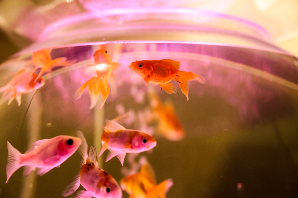 パフェと酒と、、、金魚