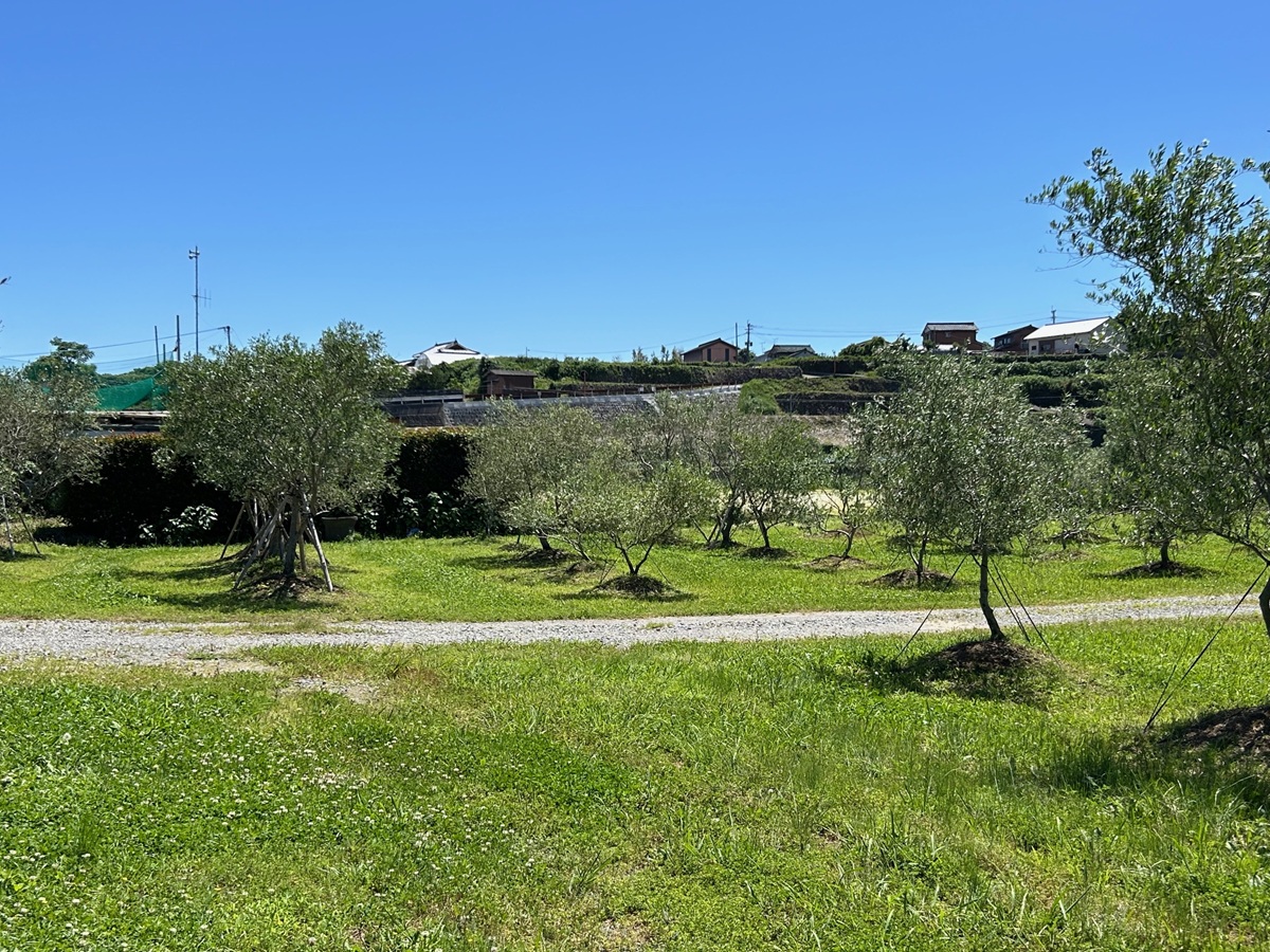 雲仙市の気候に合わせ、独自農法でオリーブを栽培