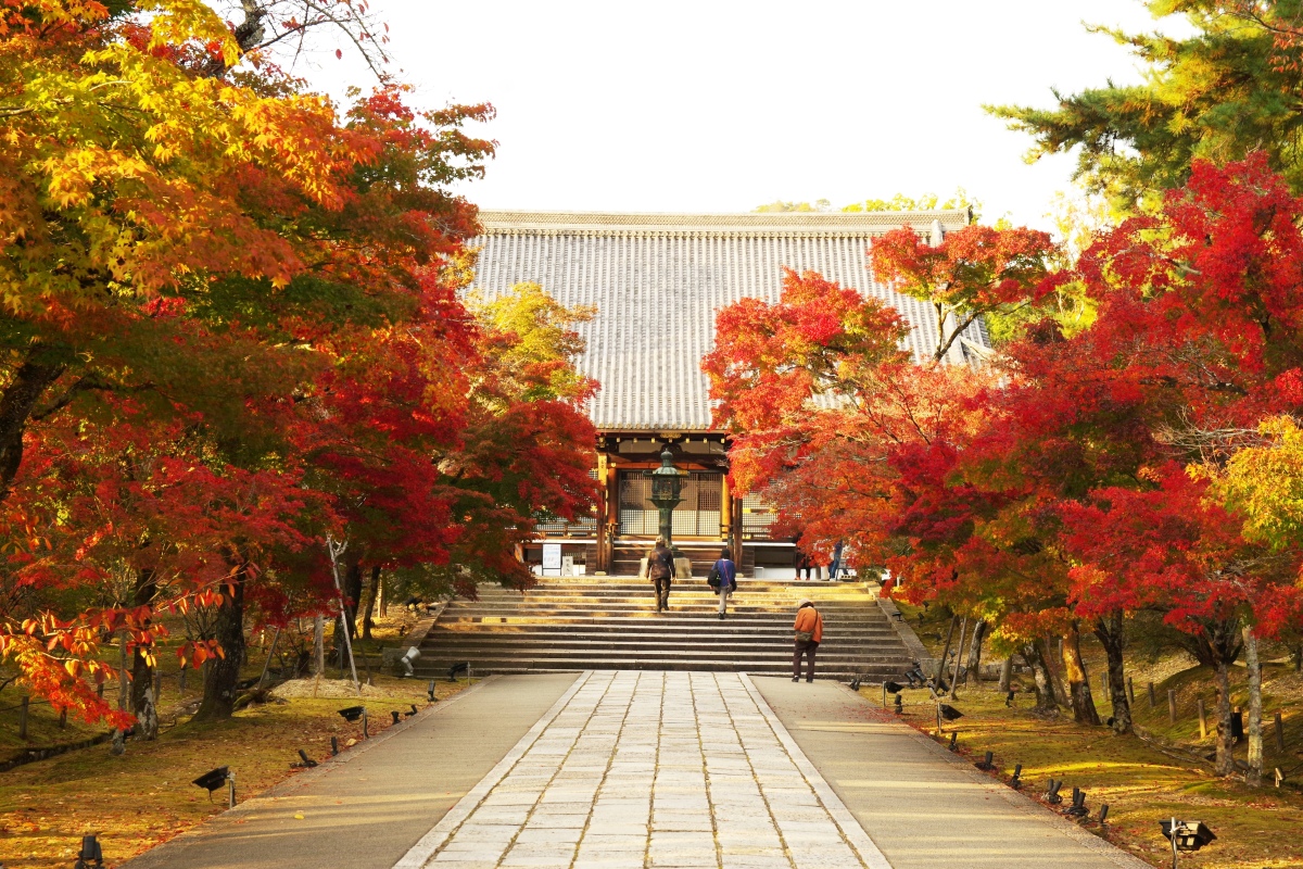 中門から金堂へ続く参道脇のモミジが色づき、紅葉のトンネルに。