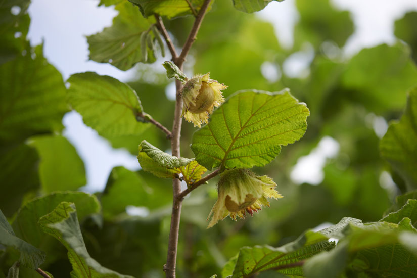 収穫期は秋。来年にはたくさん実がなりそうとのこと