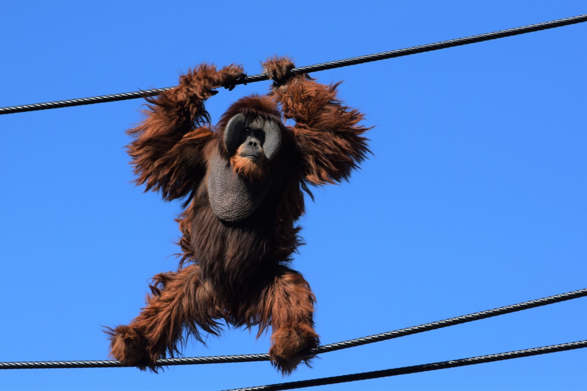 地上11mの高さを綱渡りするオランウータン