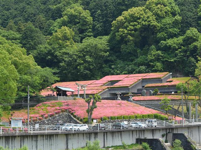 開坑許可の5月にちなみ、屋根にサツキを植栽。5月下旬に満開/別子銅山記念館