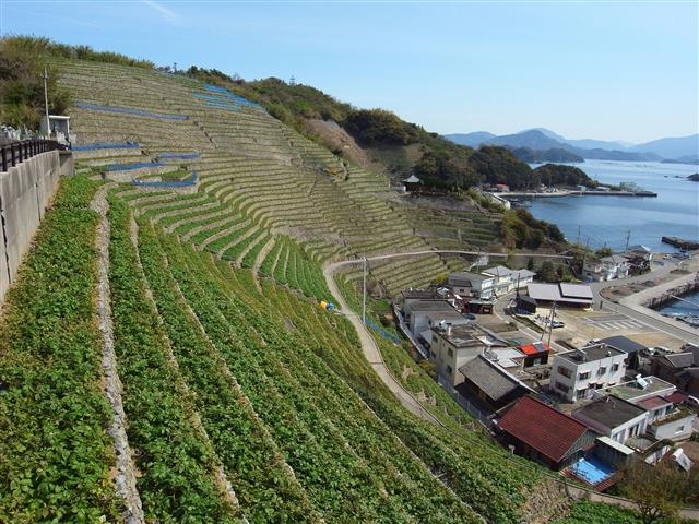 宇和海を見下ろす段畑