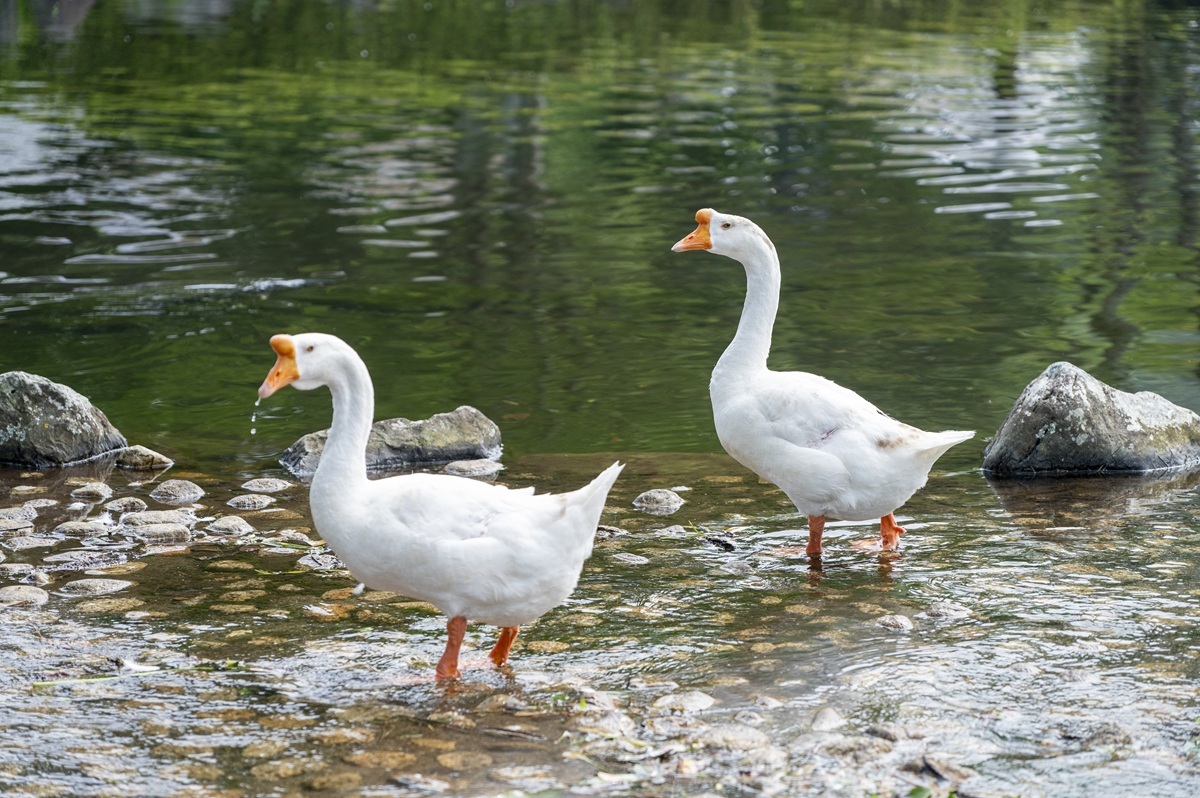 せせらぎのガチョウ