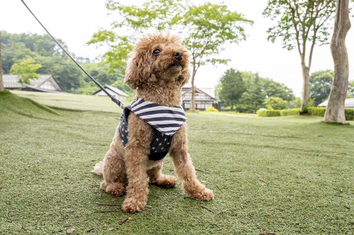 おしゃれして遊びにきたトイプードルくん