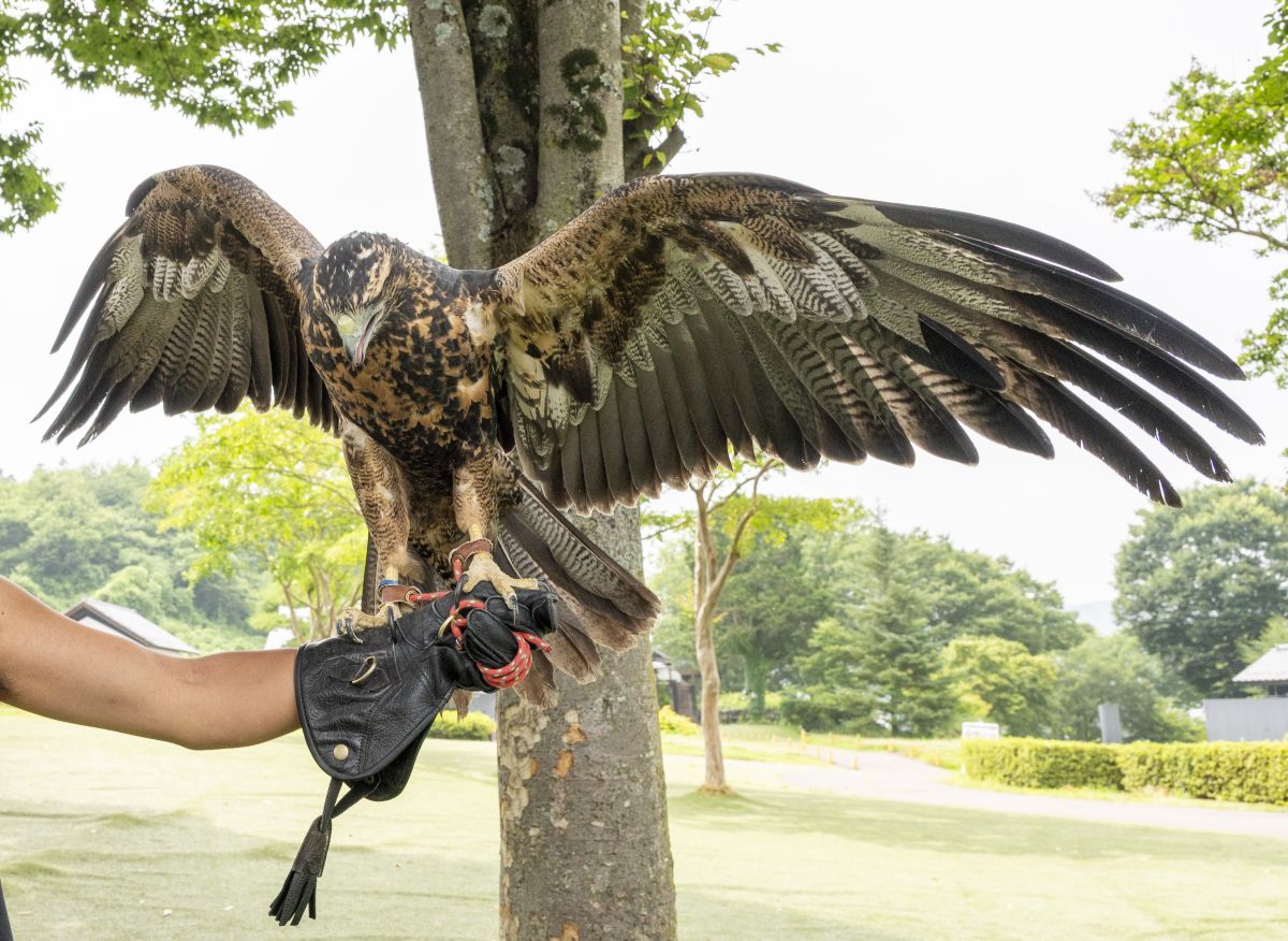 鷹匠さんと愛鷹もリラックス