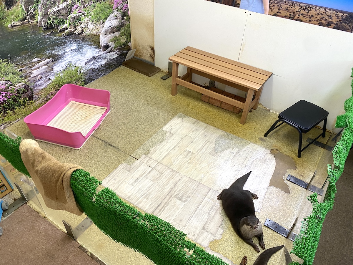 「もふれる屋 カラハリ」内観4