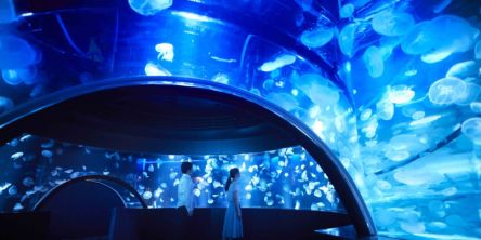 【2025年最新版】「京都水族館」の“今”を徹底ガイド！ 人気の理由は「いつもどこかが新しい」