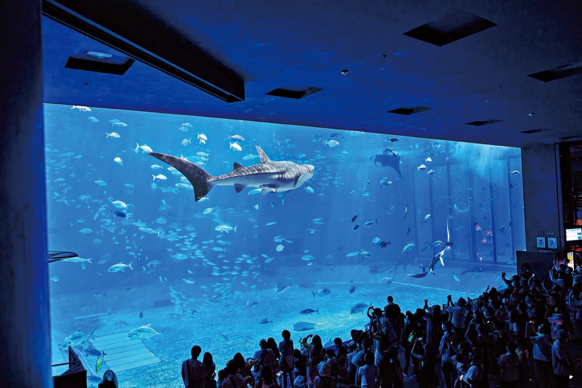 美ら海水族館