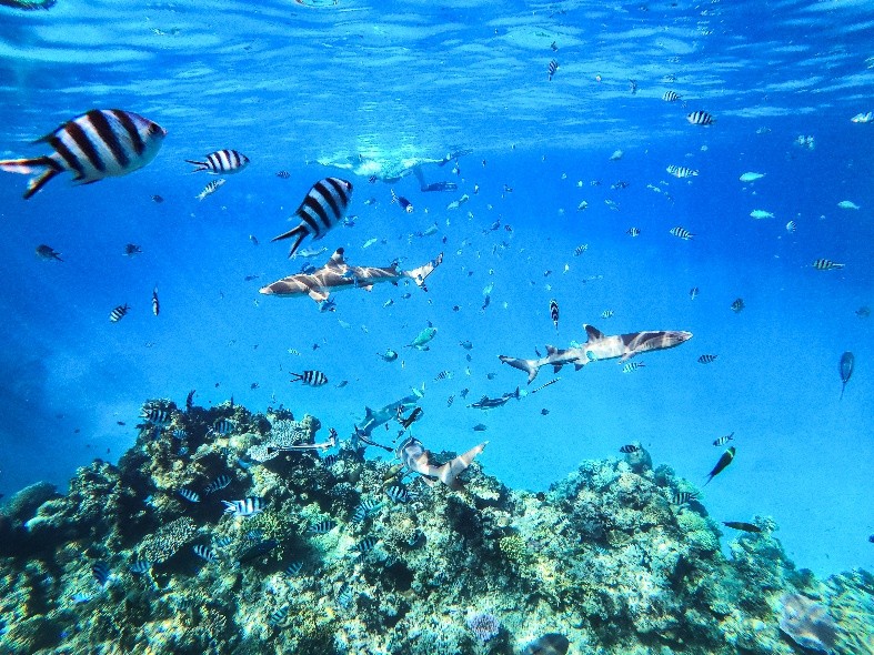 経験豊富なスタッフが安全に注意しながら案内してくれる