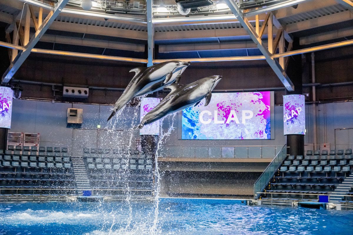マクセルアクアパーク品川ドルフィンパフォーマンス1